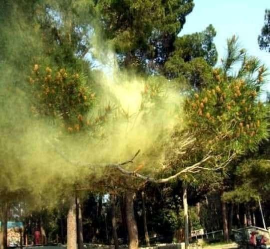 Appartamento Ananiko Borjomi Esterno foto